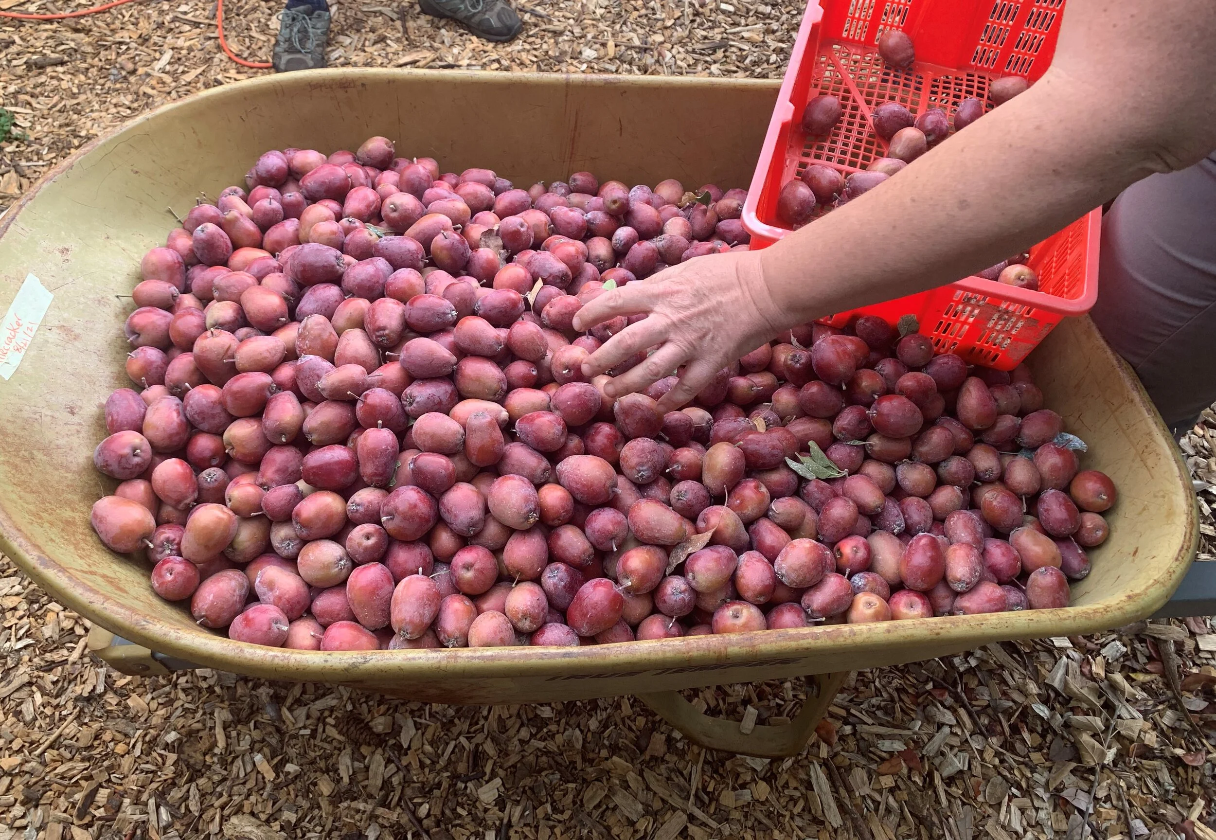 Kaboom! Its a RED-FLESHED APPLE Explosion! — Home Orchard